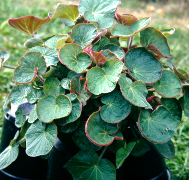 B. itaguassuensis